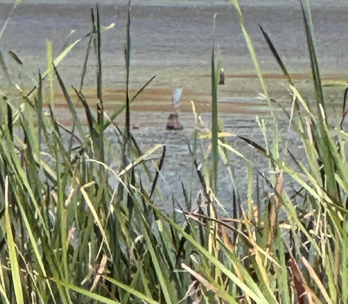 Little Blue Heron - ML641058717
