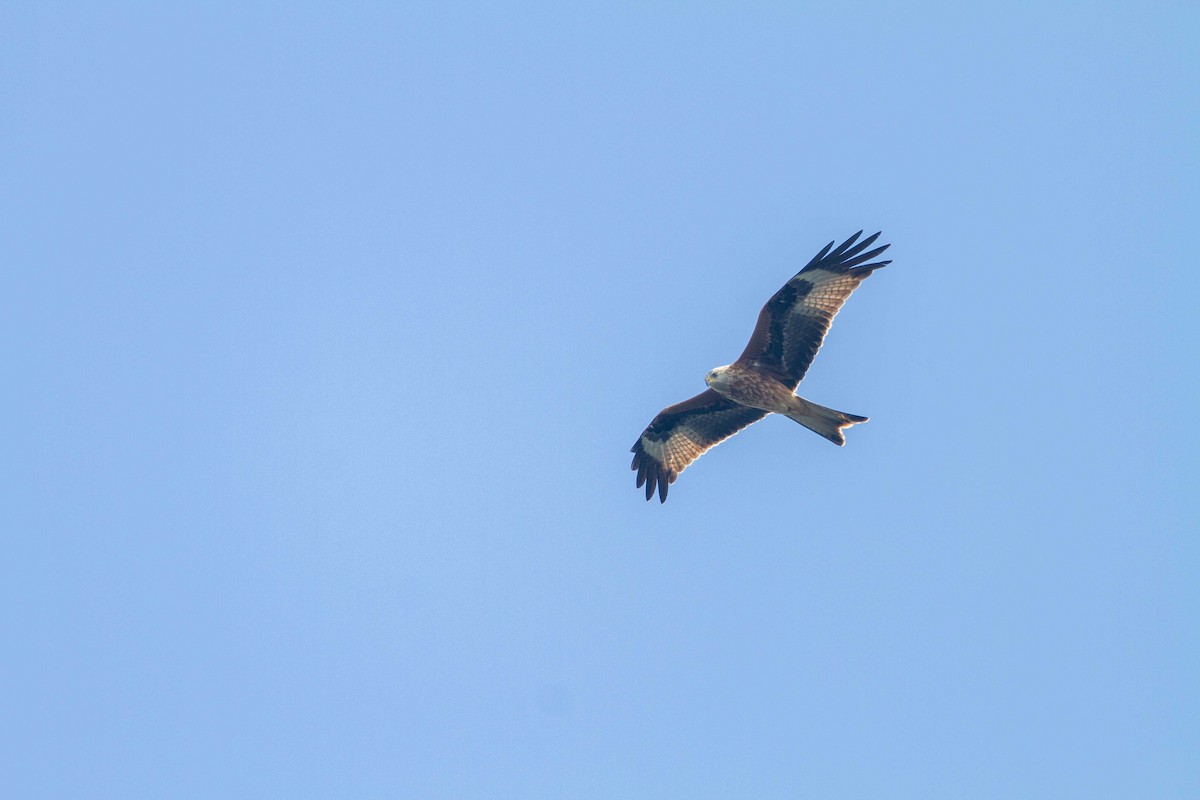 Red Kite - ML641058718