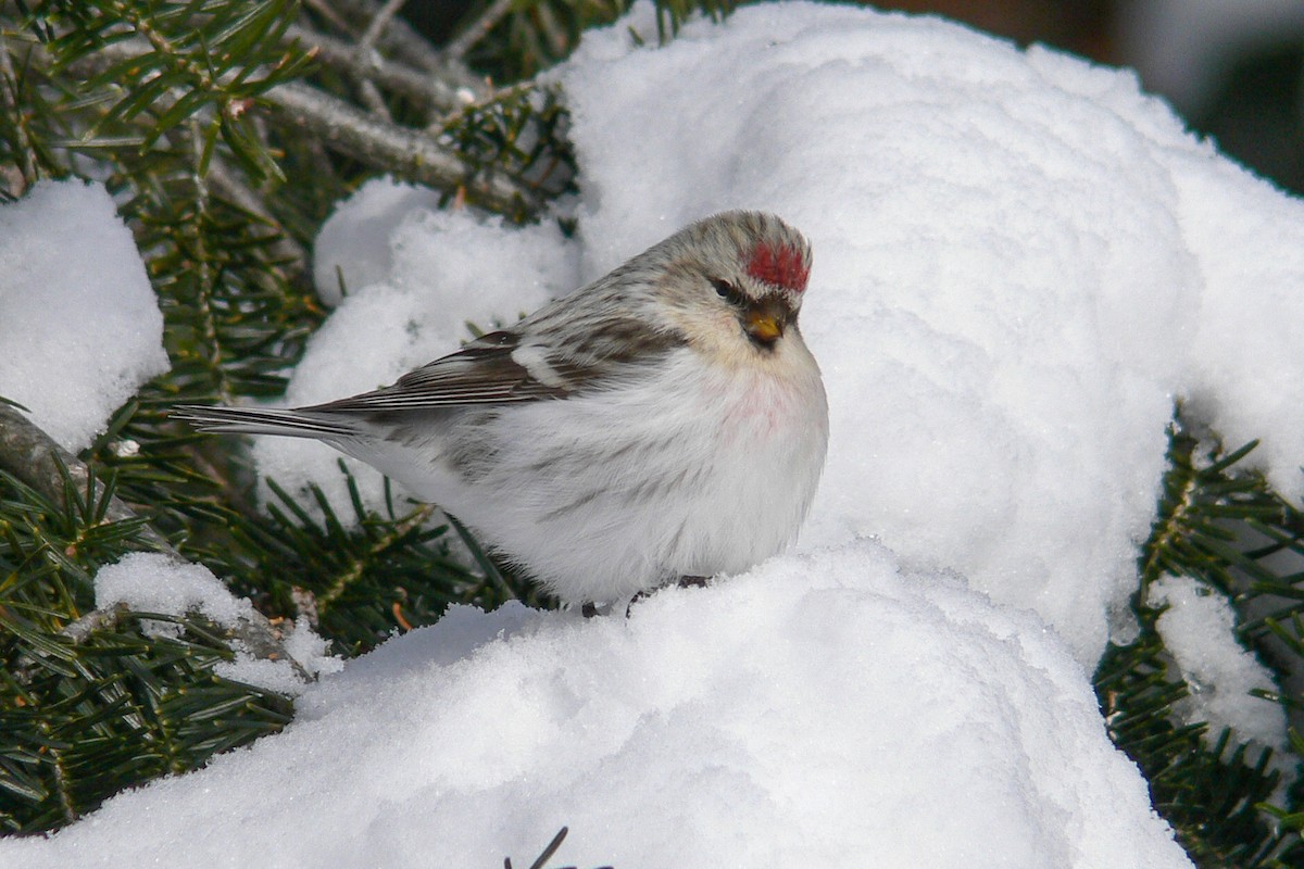 Redpoll (Hoary) - ML641058751