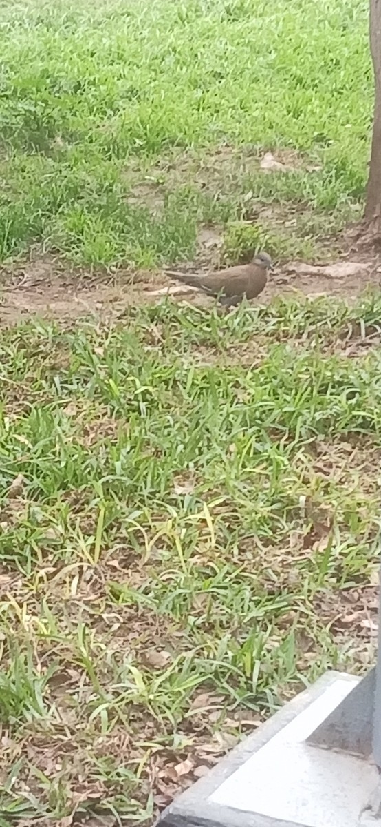 Peru Kumrusu - ML641058782