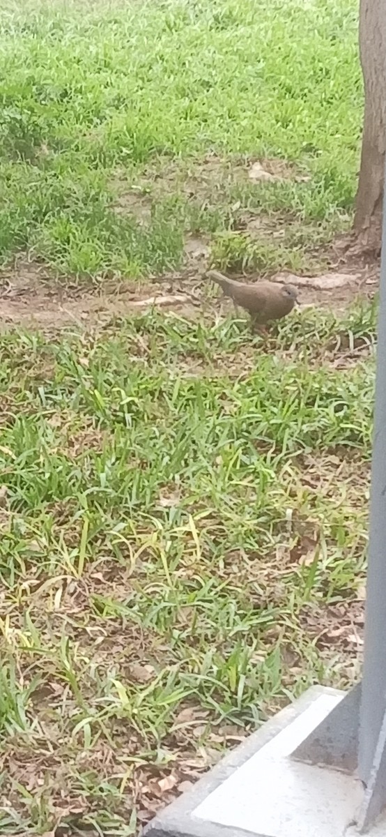Peru Kumrusu - ML641058786