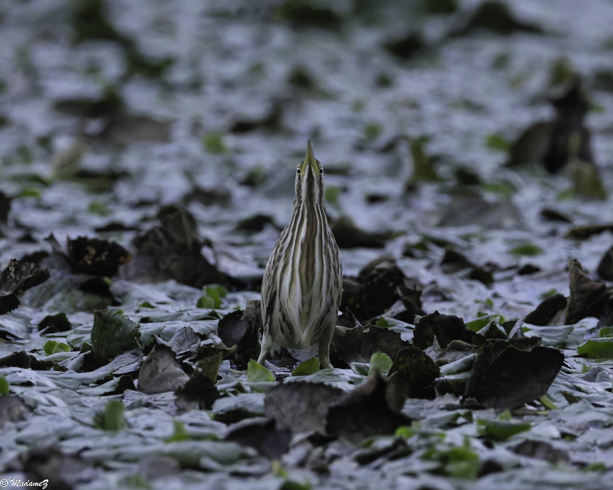 Бичил одой бух - ML641058787