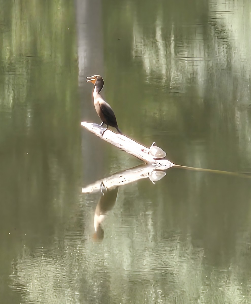 Double-crested Cormorant - ML641058799