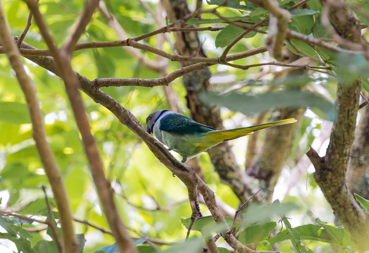 Malabar Parakeet - ML641058800