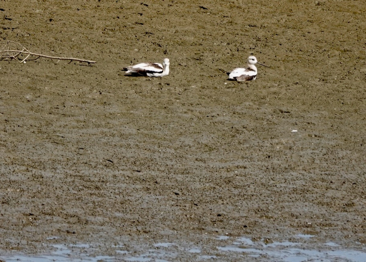 American Avocet - ML641058850