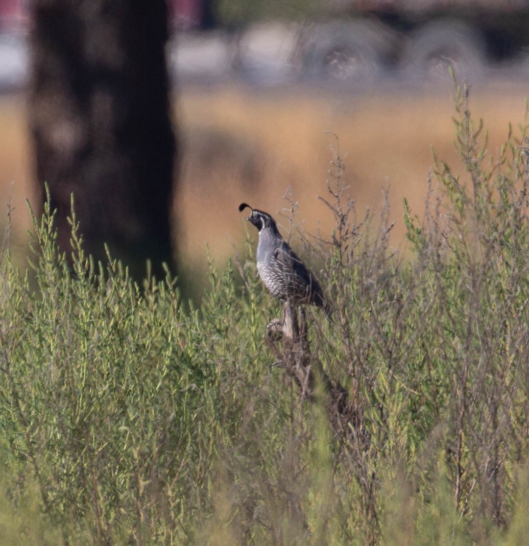 California Quail - ML641058975