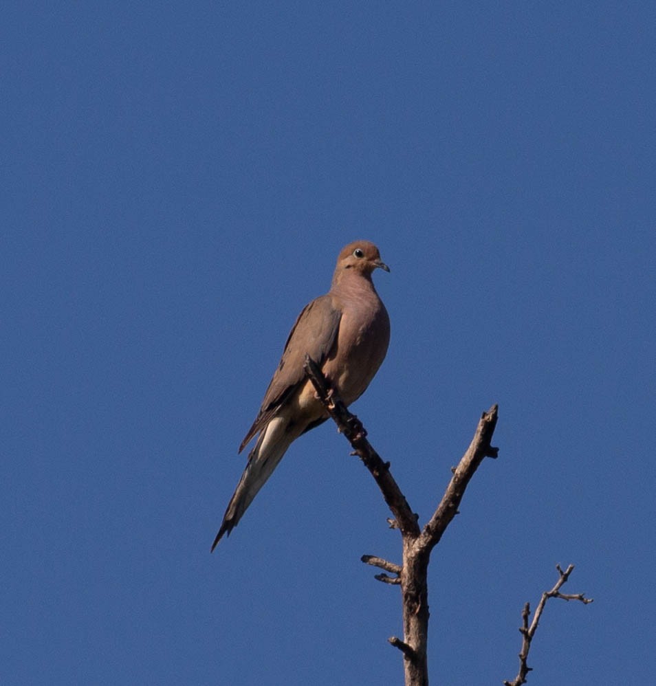Mourning Dove - ML641058978