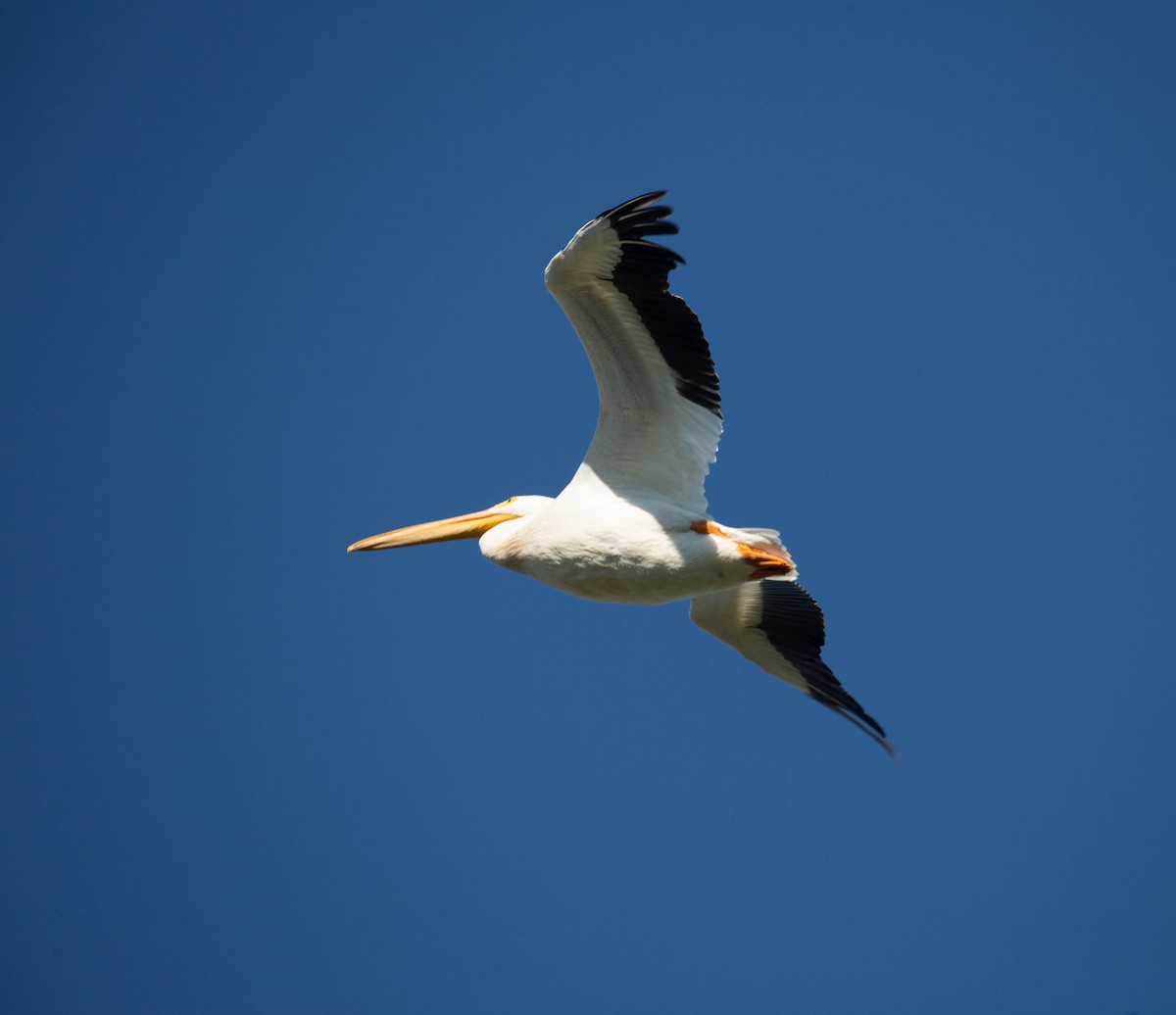American White Pelican - ML641058980