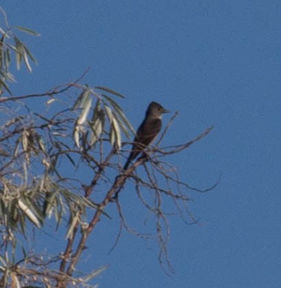 Western Wood-Pewee - ML641058985