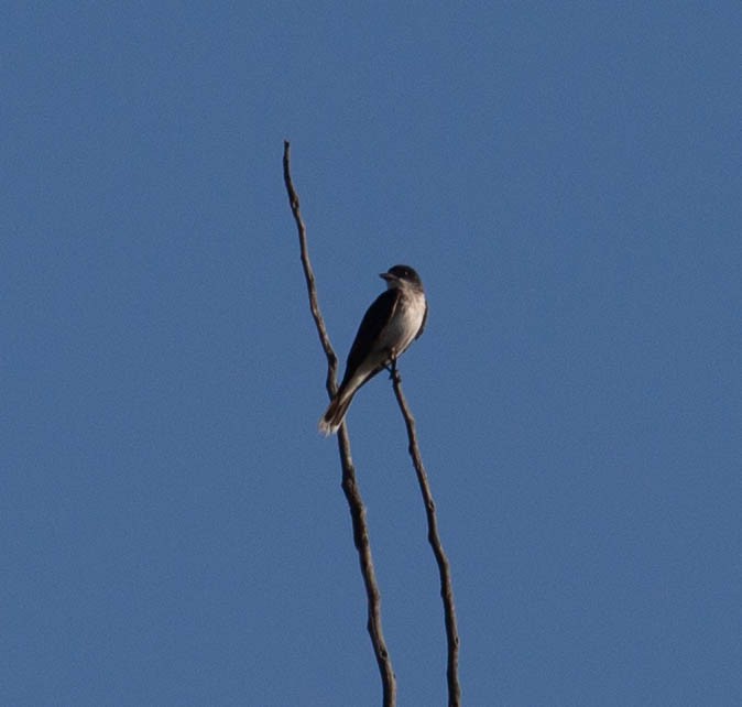 Eastern Kingbird - ML641058990