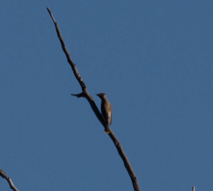 Cedar Waxwing - ML641059003
