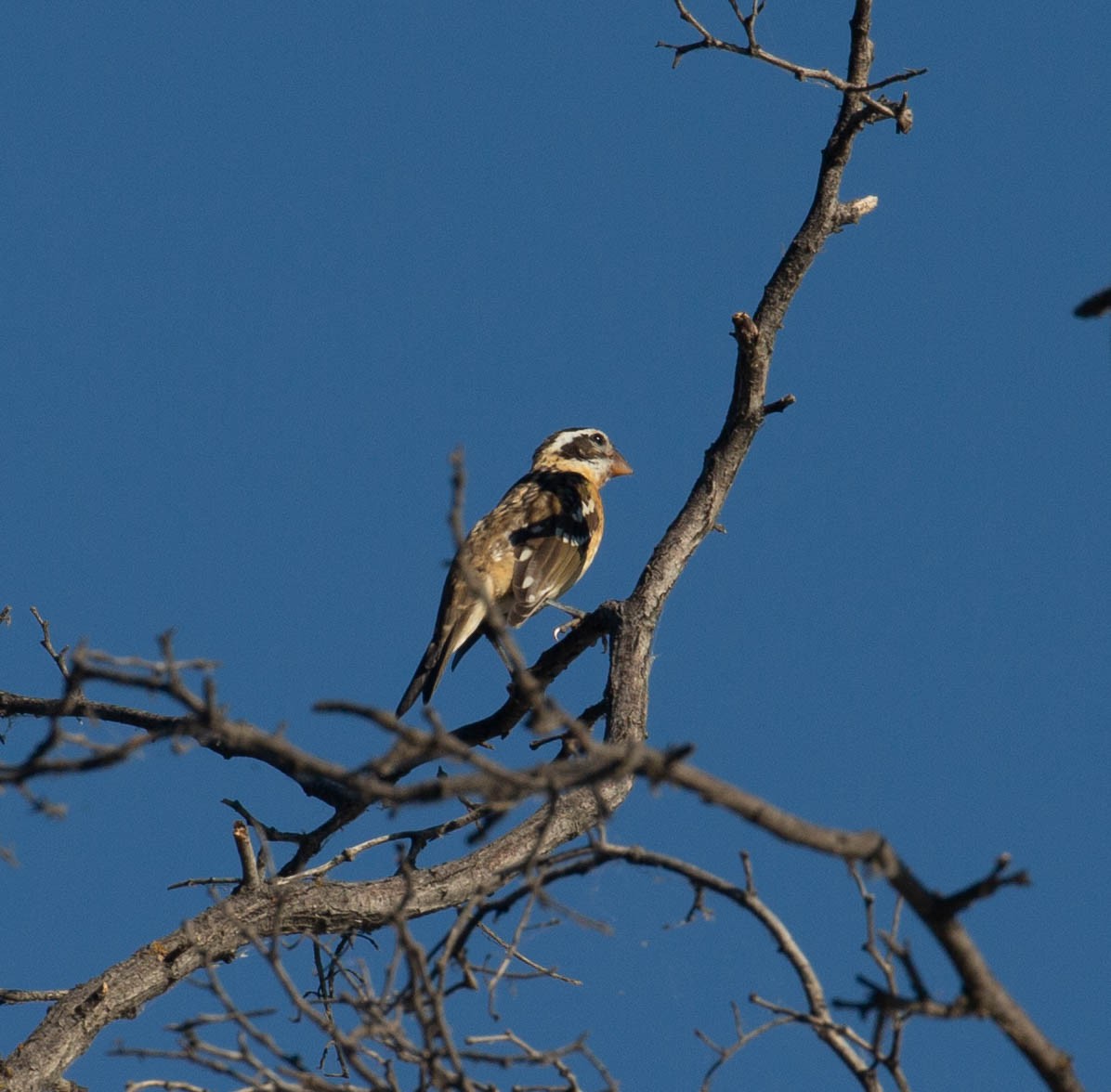 Black-headed Grosbeak - ML641059013