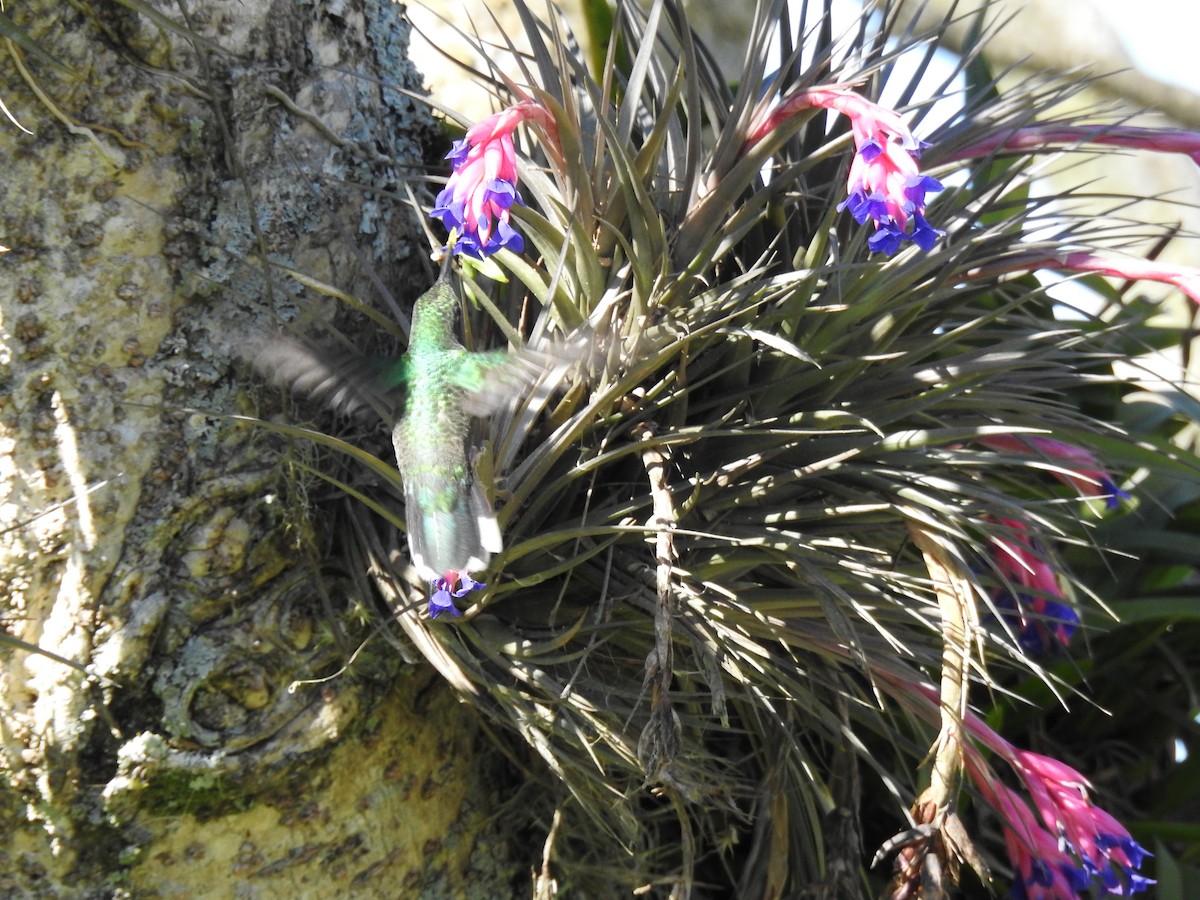 White-throated Hummingbird - ML641059024
