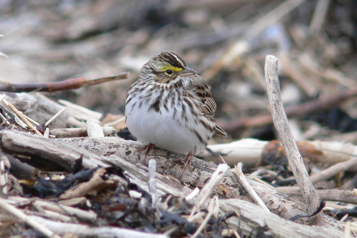 Savannah Sparrow - ML641059026