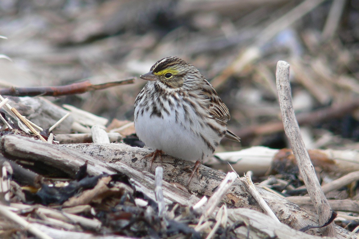 Savannah Sparrow - ML641059027