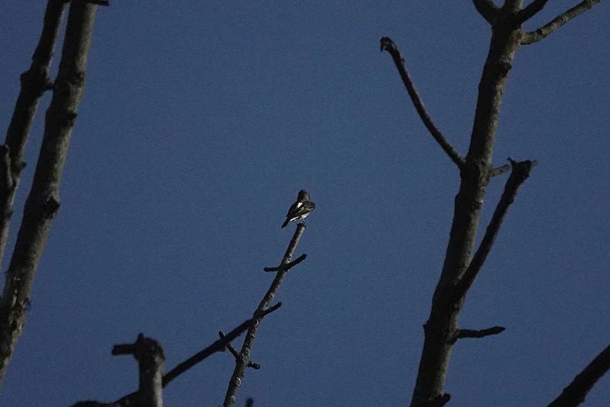 Olive-sided Flycatcher - ML641059055