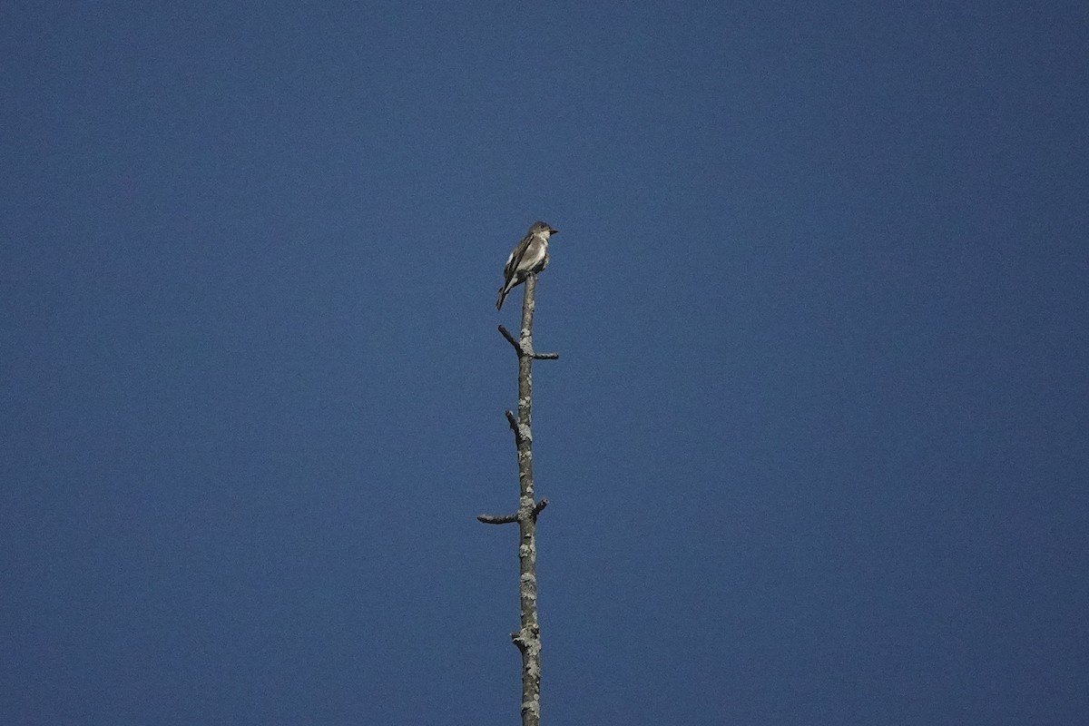 Olive-sided Flycatcher - ML641059057