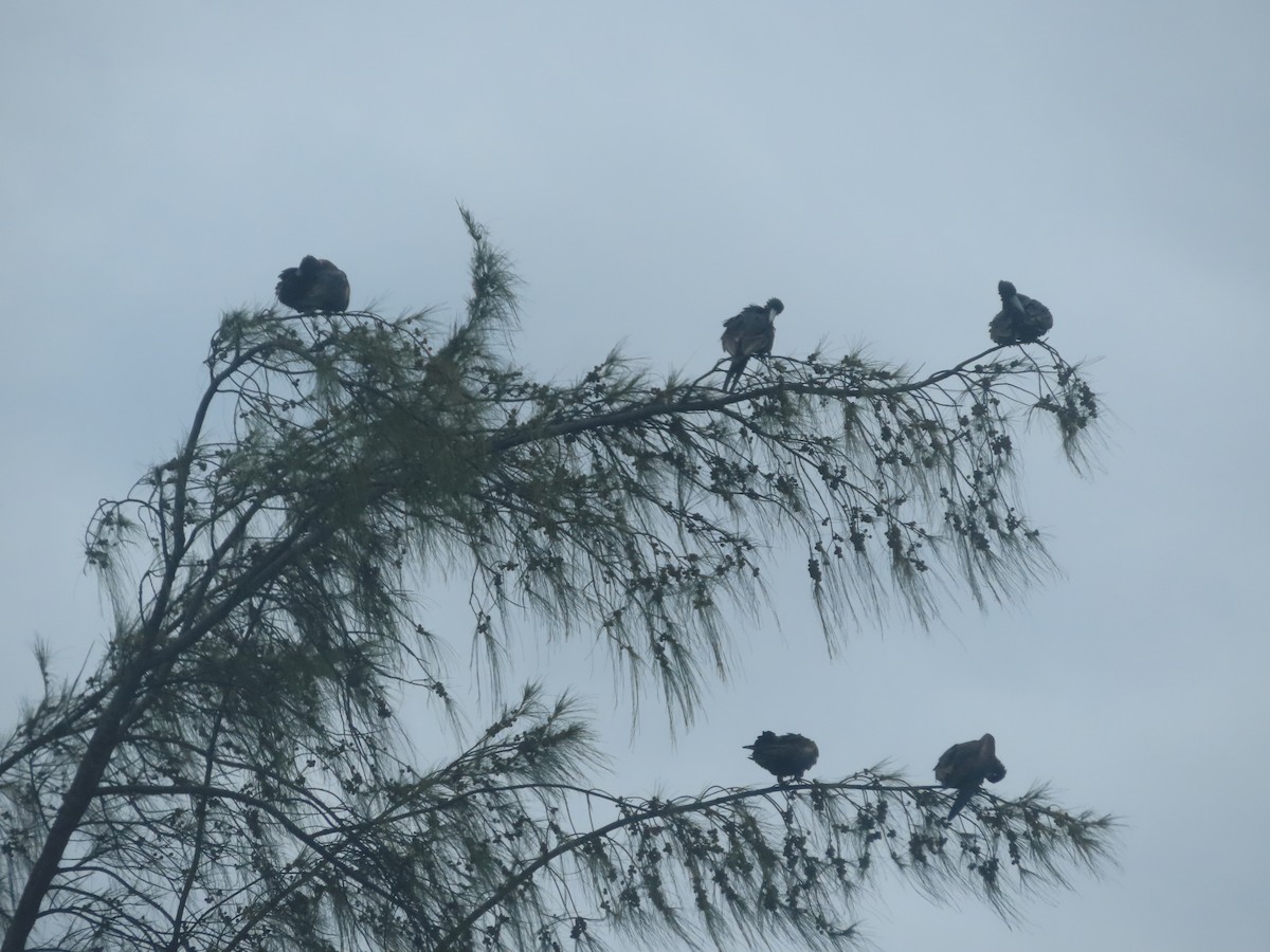 Magnificent Frigatebird - ML641059099