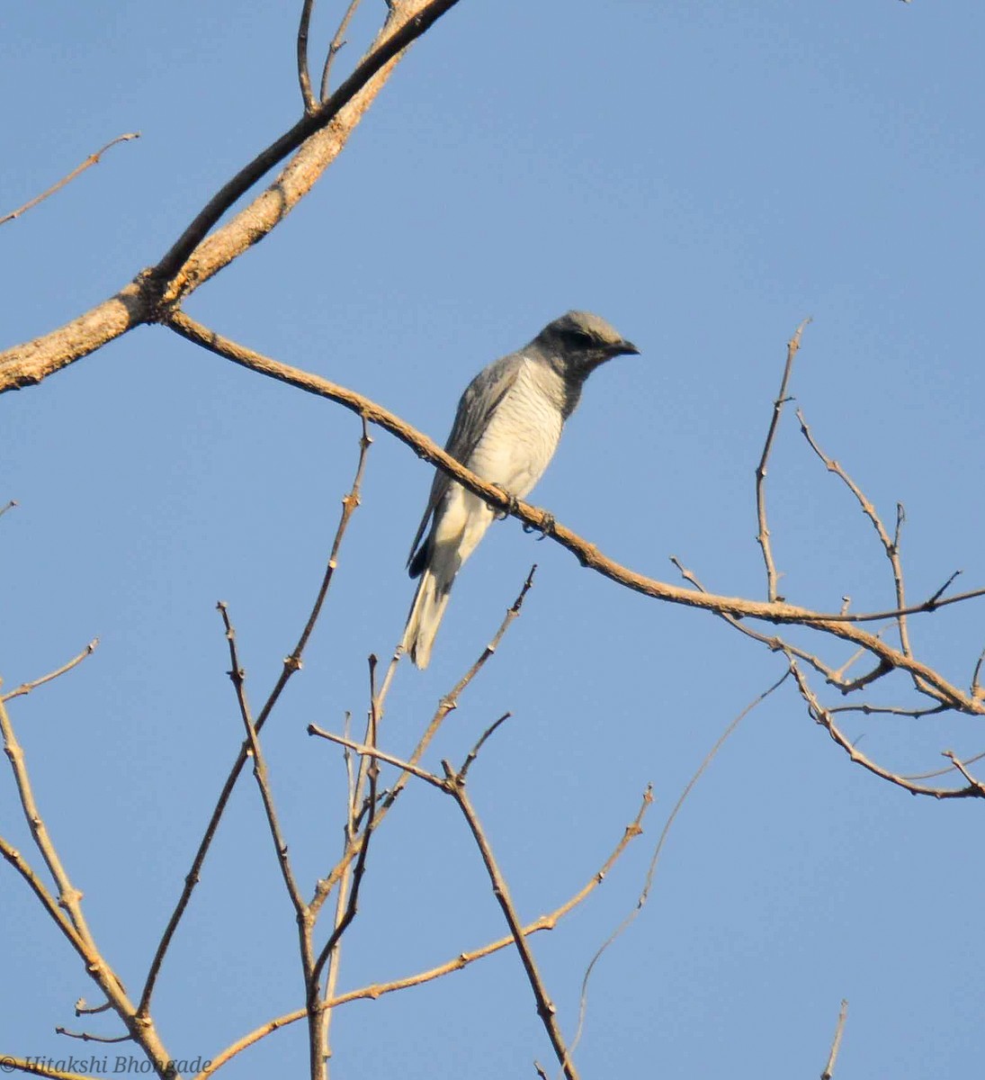 Indian Cuckooshrike - ML641059121