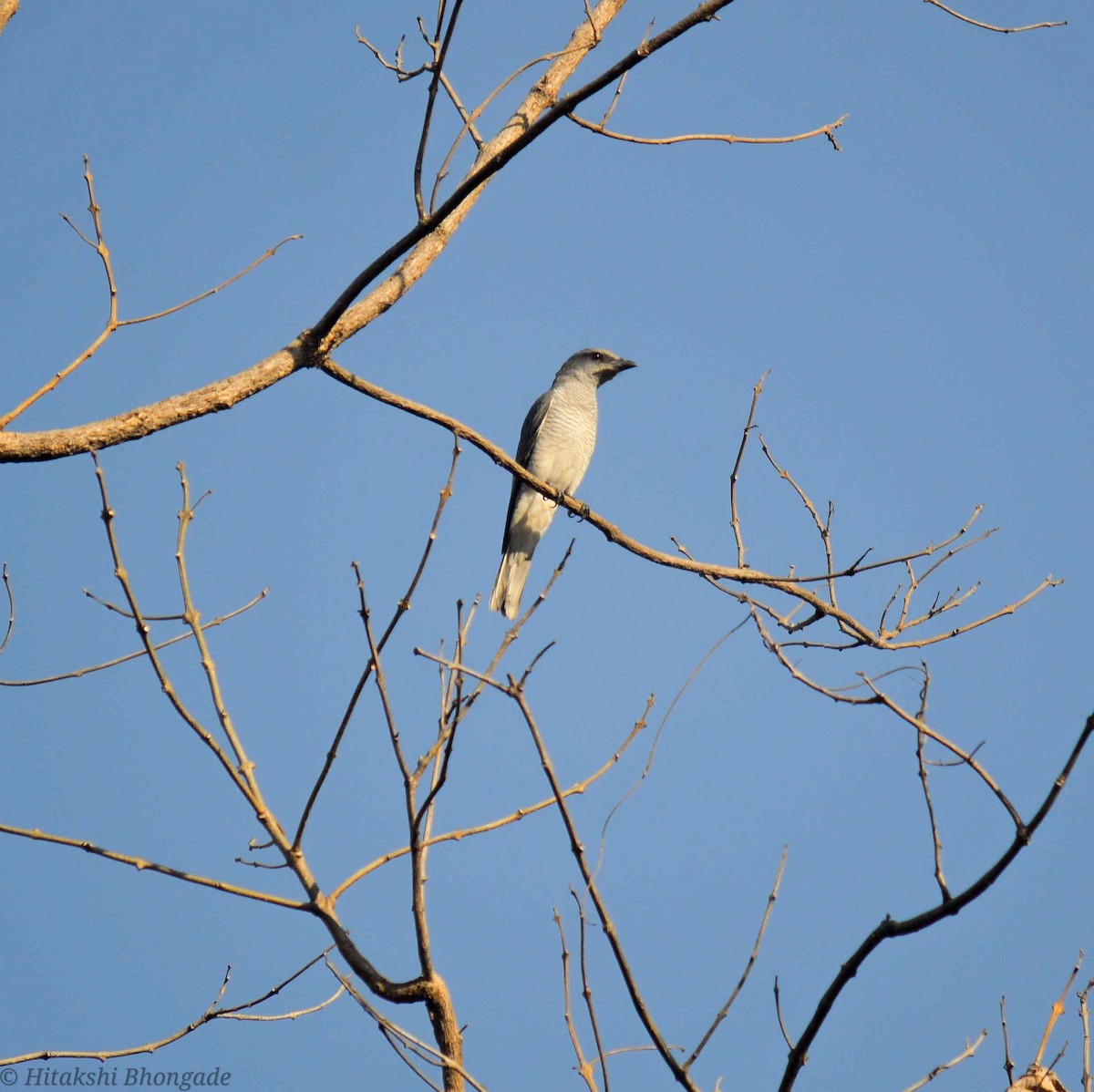 Indian Cuckooshrike - ML641059126