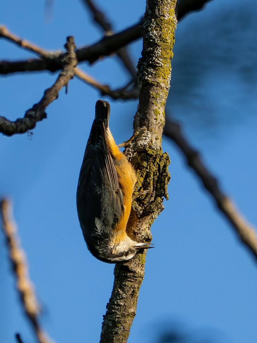 Red-breasted Nuthatch - ML641059128