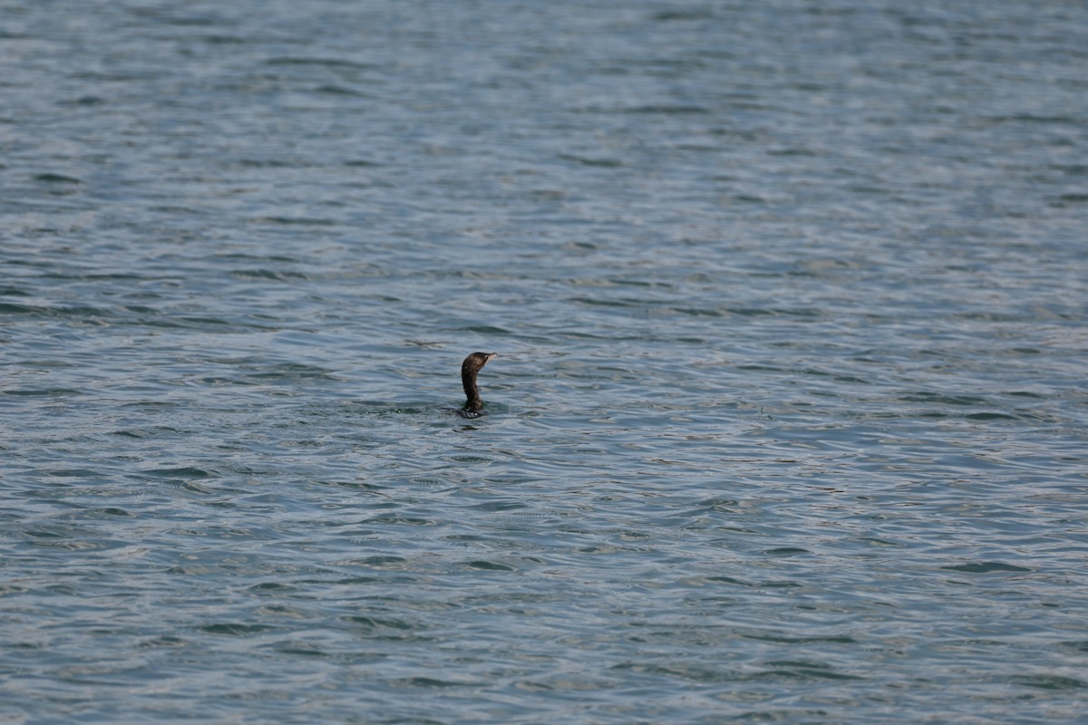 Pygmy Cormorant - ML641059131