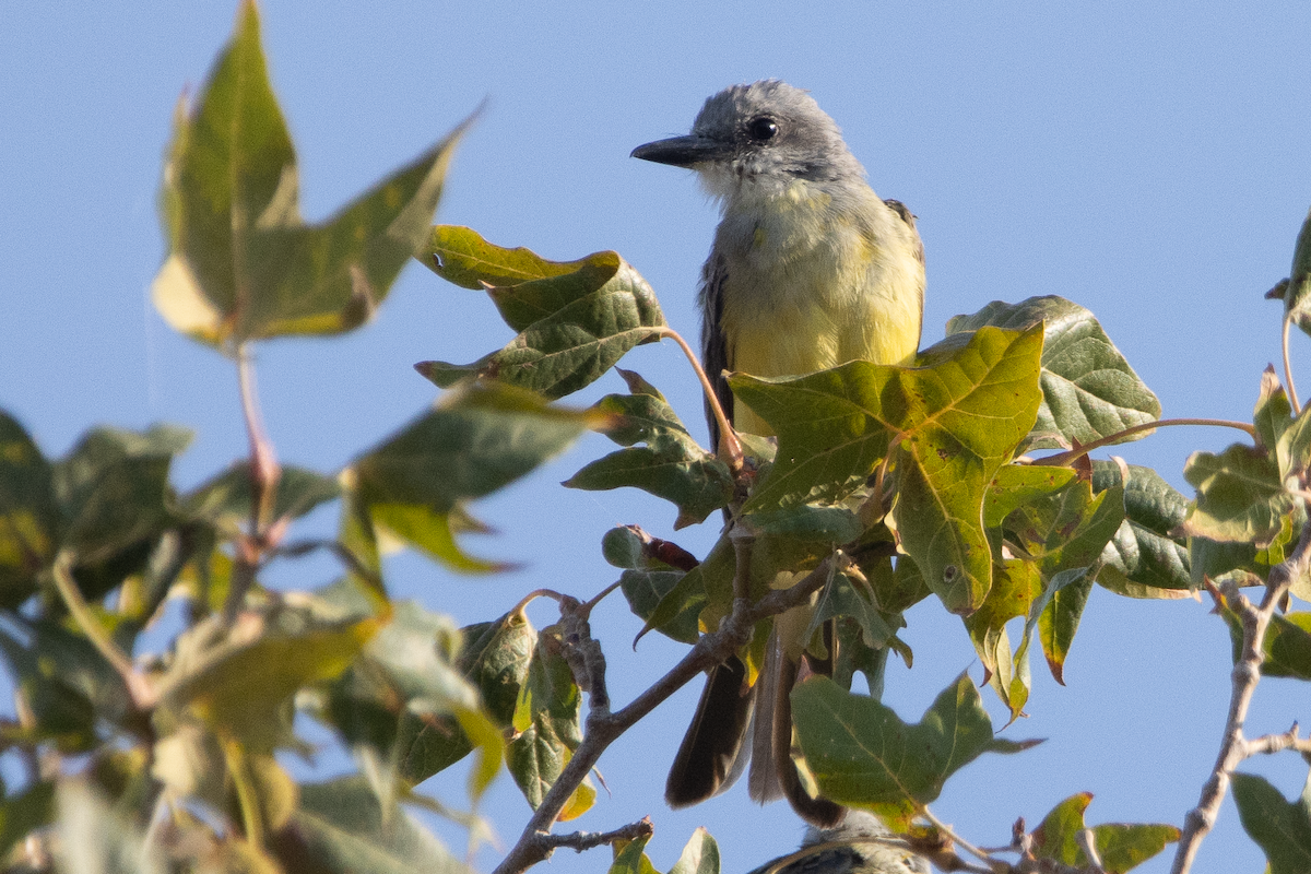 Tropical Kingbird - ML641059154