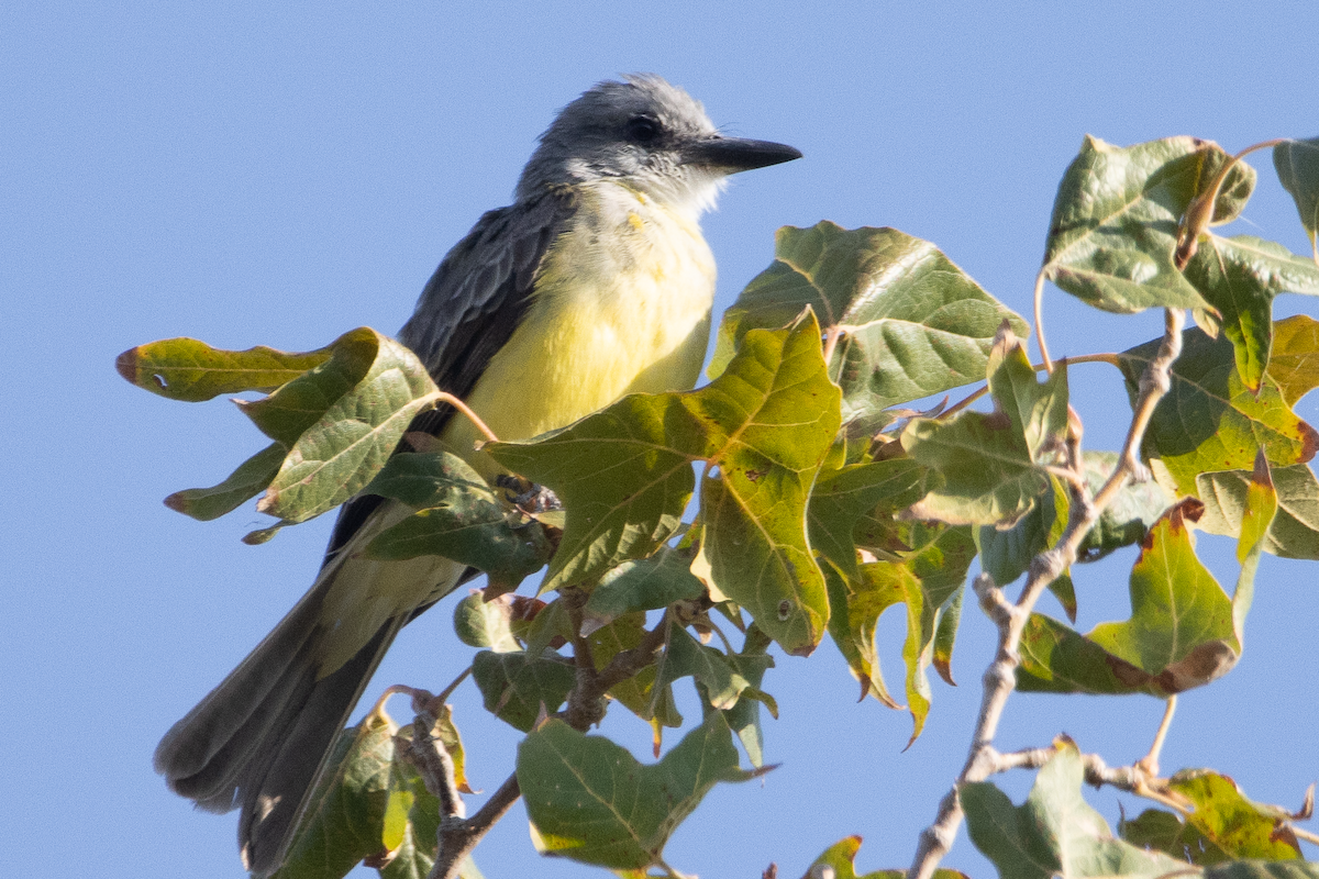 Tropical Kingbird - ML641059155