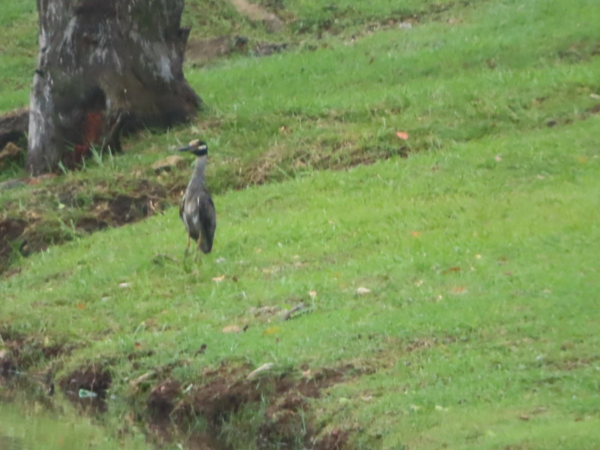Yellow-crowned Night Heron - ML641059171