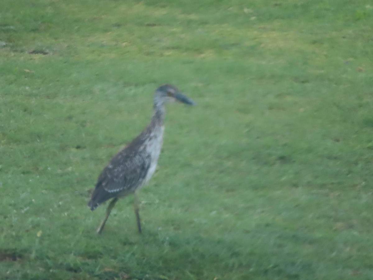 Yellow-crowned Night Heron - ML641059172