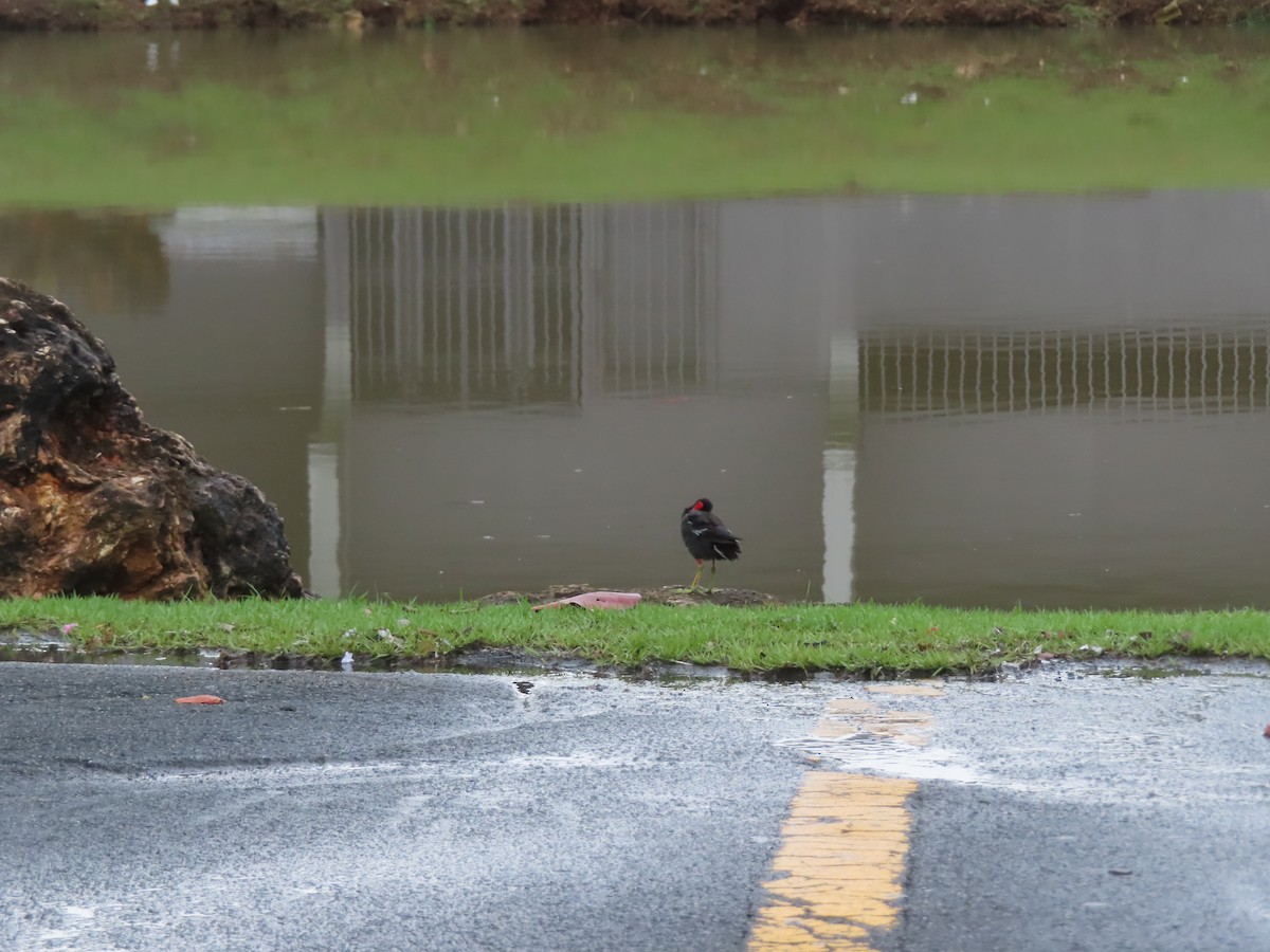 Common Gallinule - ML641059196