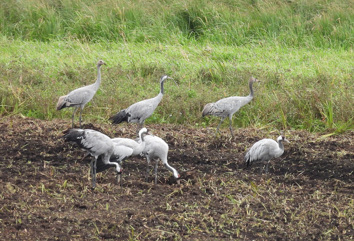 Common Crane - ML641059197