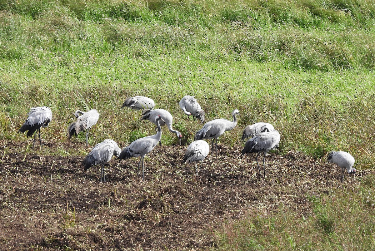 Common Crane - ML641059198