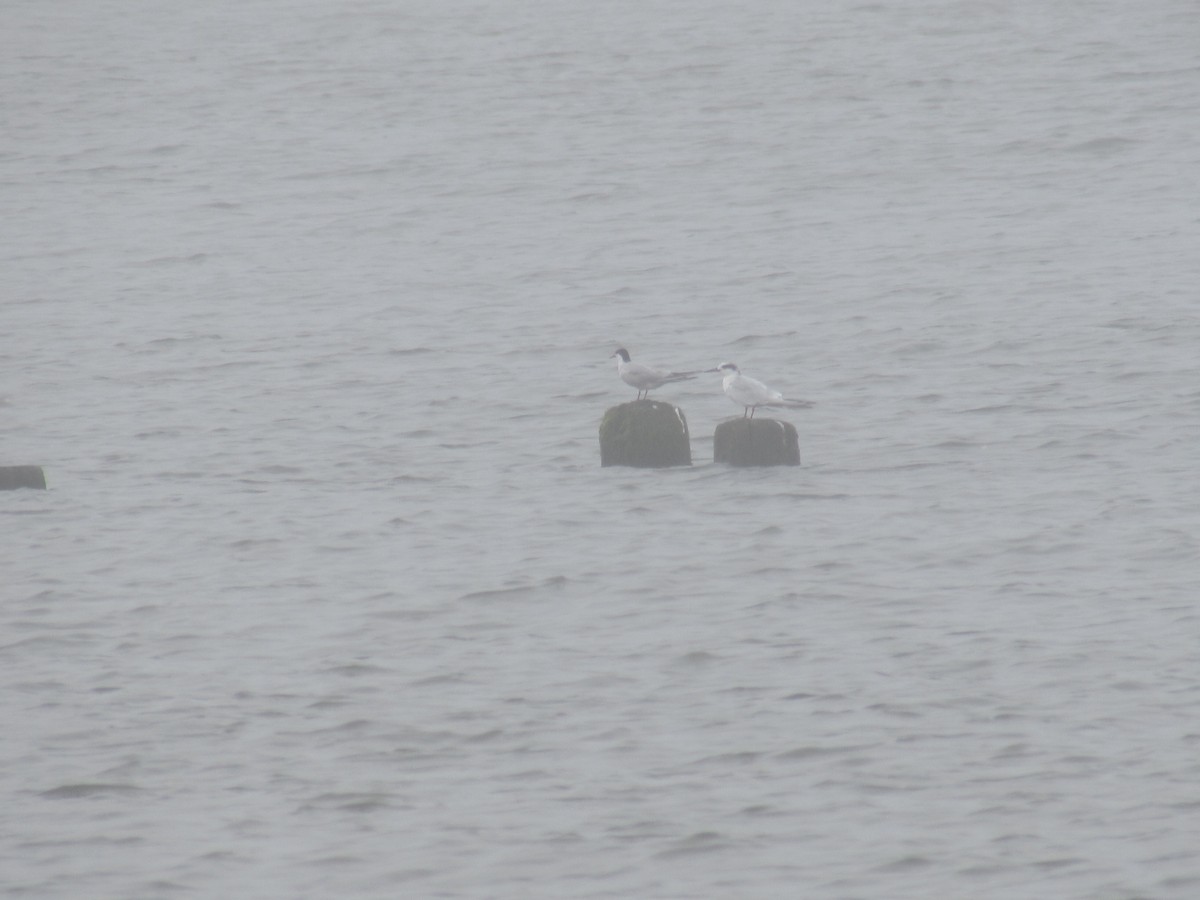 Forster's Tern - ML641059208