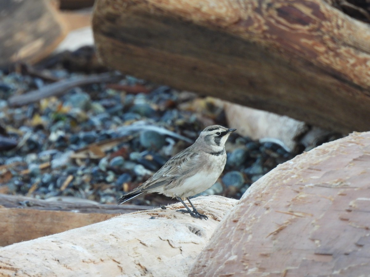 Horned Lark - ML641059213