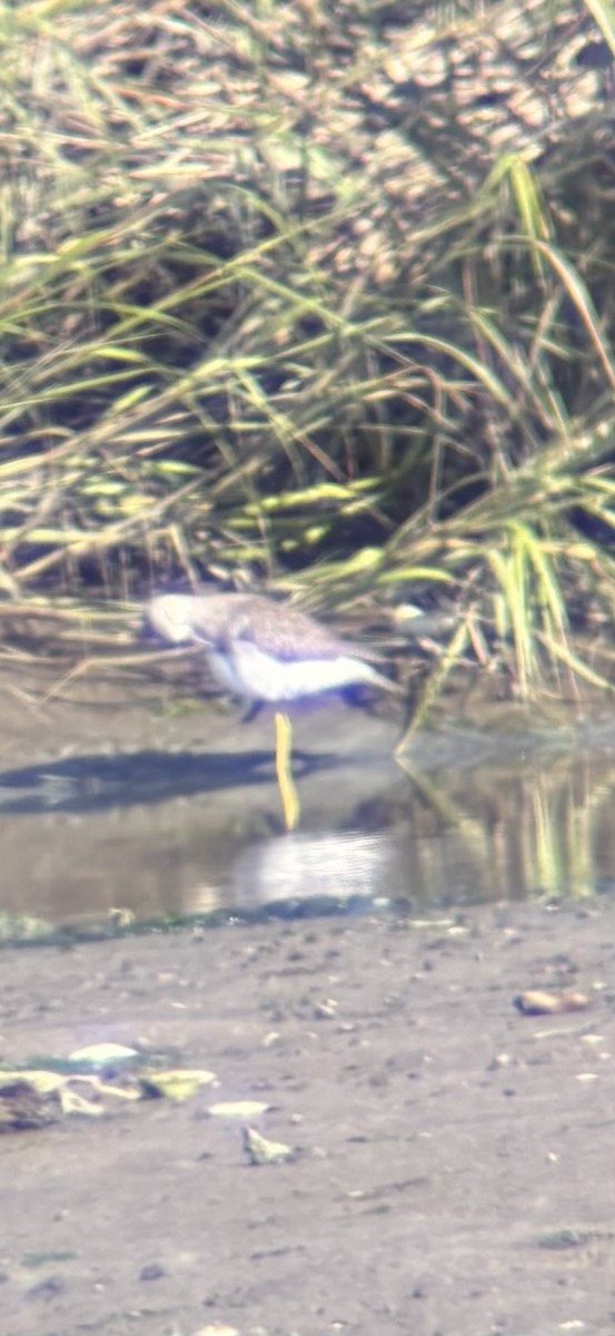Greater Yellowlegs - ML641059219