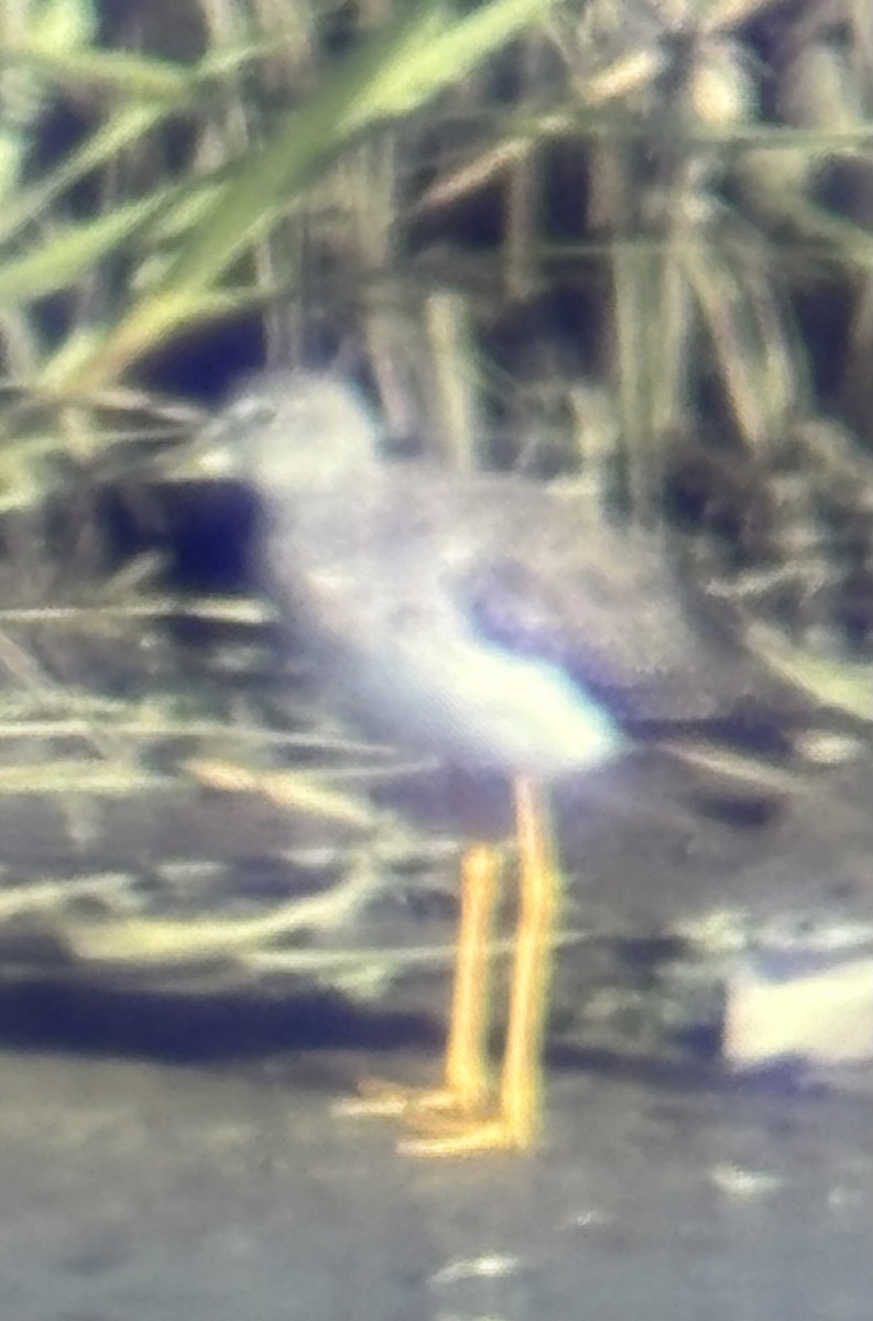 Greater Yellowlegs - ML641059220