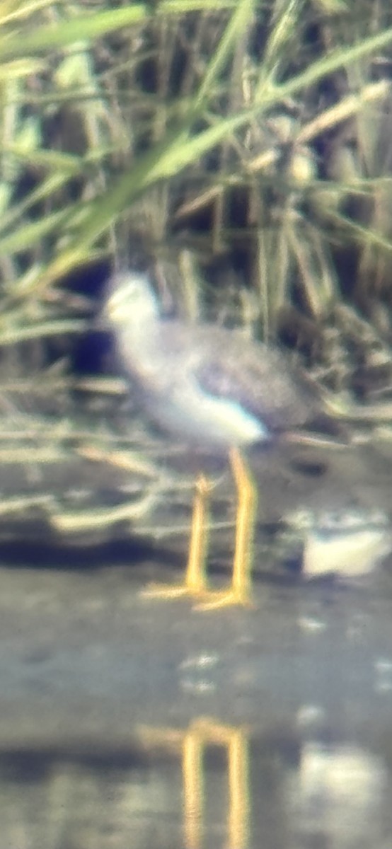 Greater Yellowlegs - ML641059221