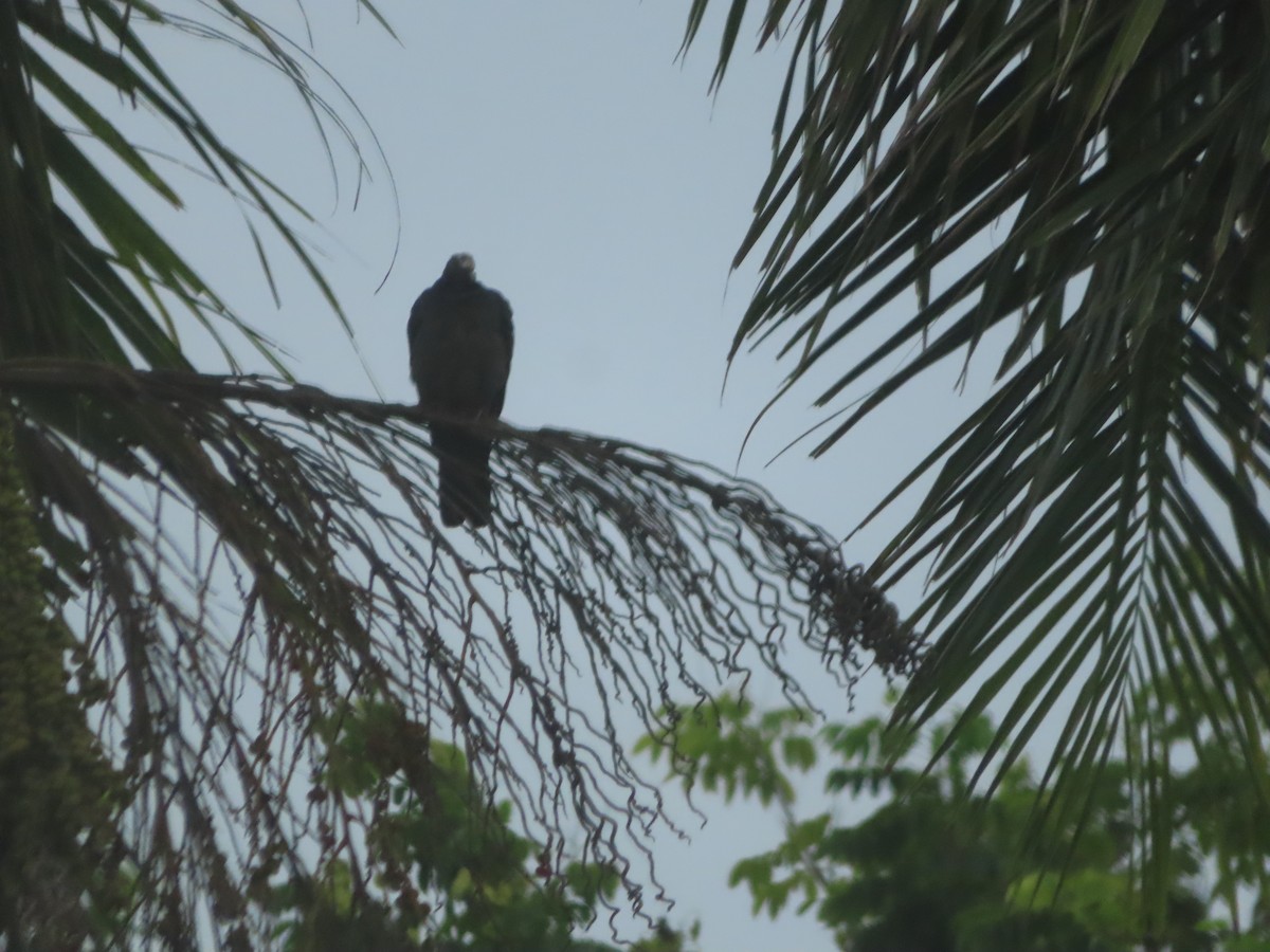White-crowned Pigeon - ML641059301