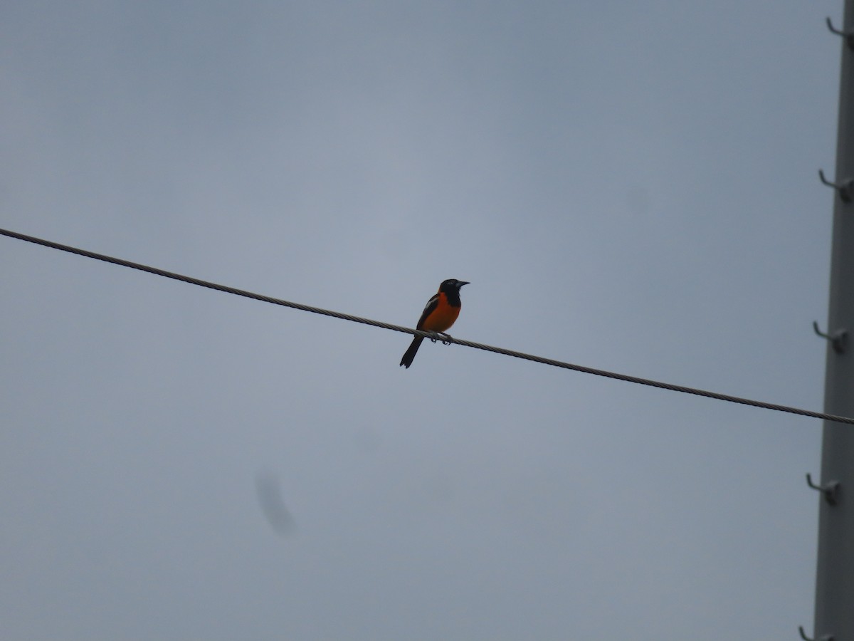 Venezuelan Troupial - ML641059331