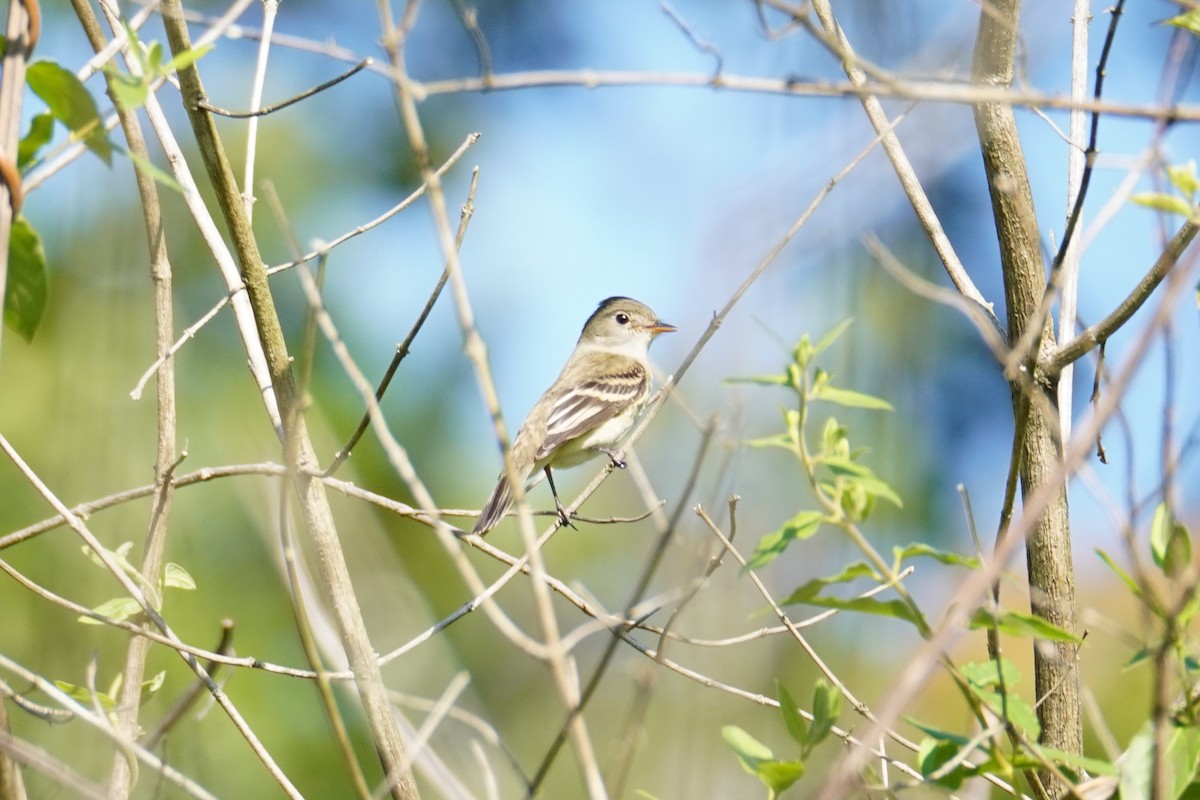 Alder Flycatcher - ML641059345