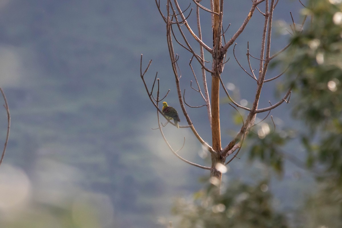 Wedge-tailed Green-Pigeon - ML641059351
