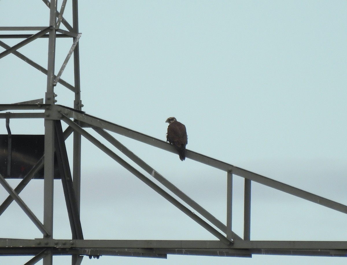 Saker Falcon - ML641059377