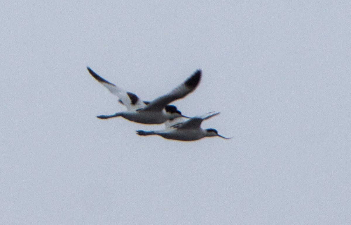 Pied Avocet - ML641059388