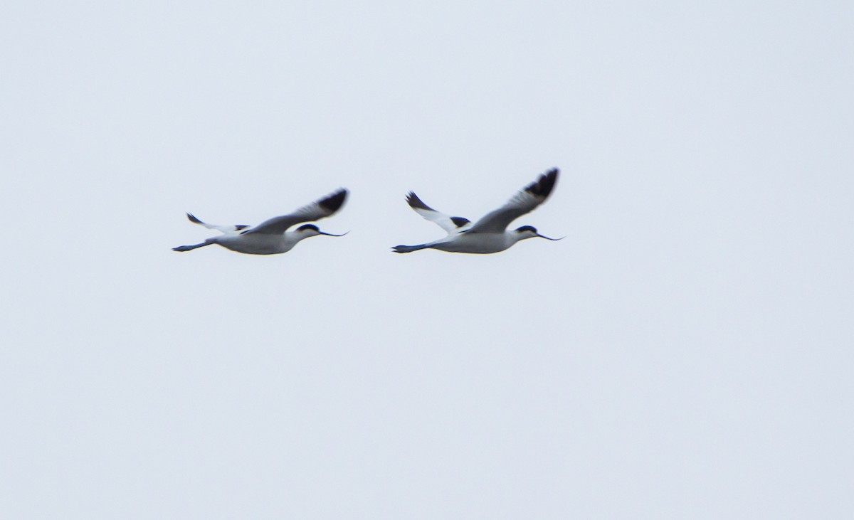 Pied Avocet - ML641059390