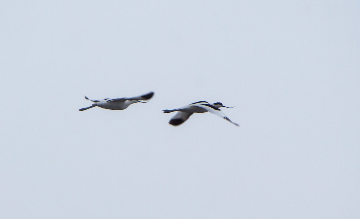 Pied Avocet - ML641059392