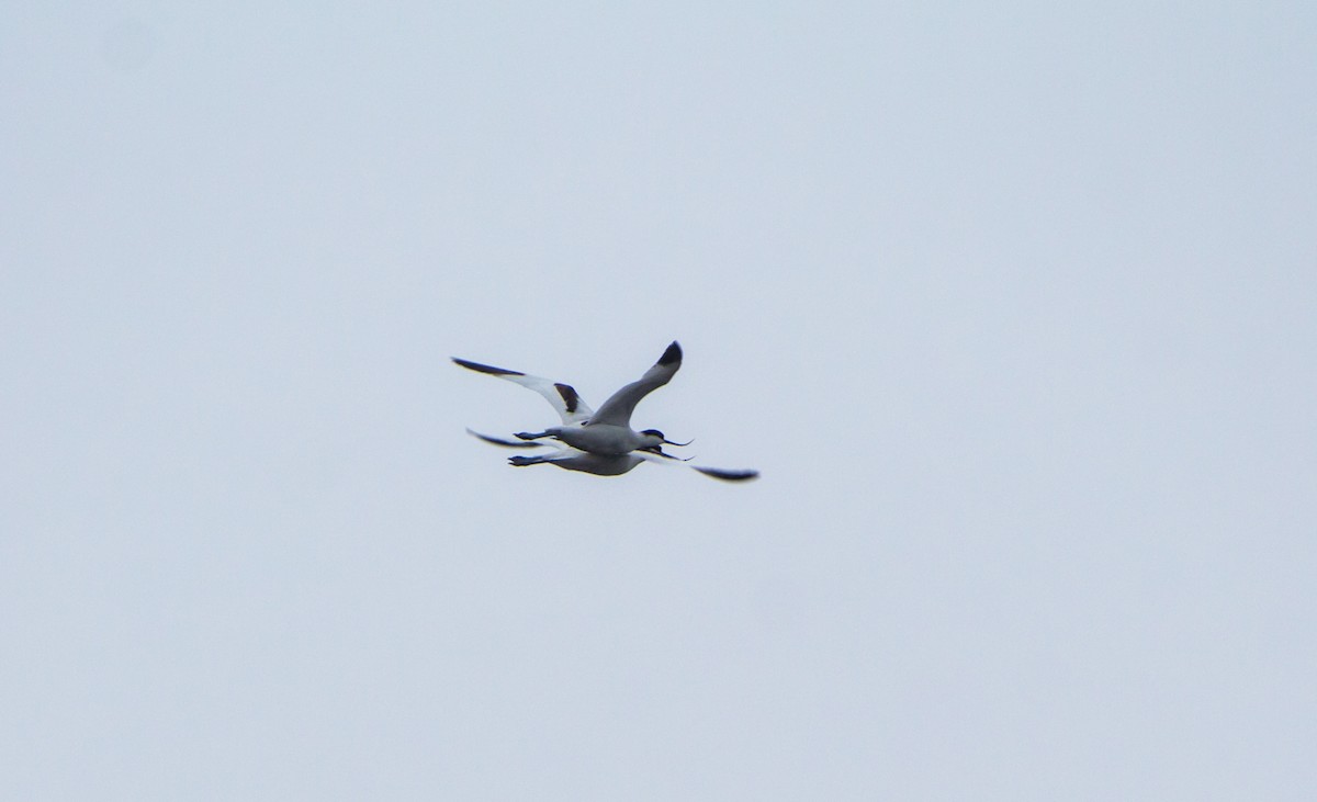 Pied Avocet - ML641059394