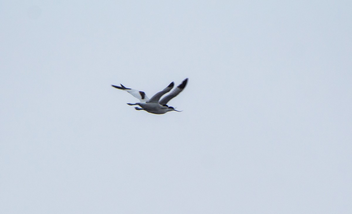 Pied Avocet - ML641059395
