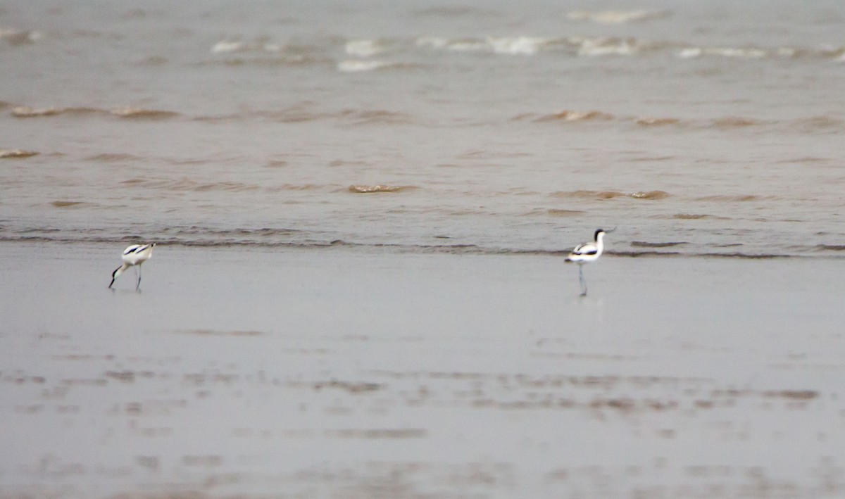Pied Avocet - ML641059396