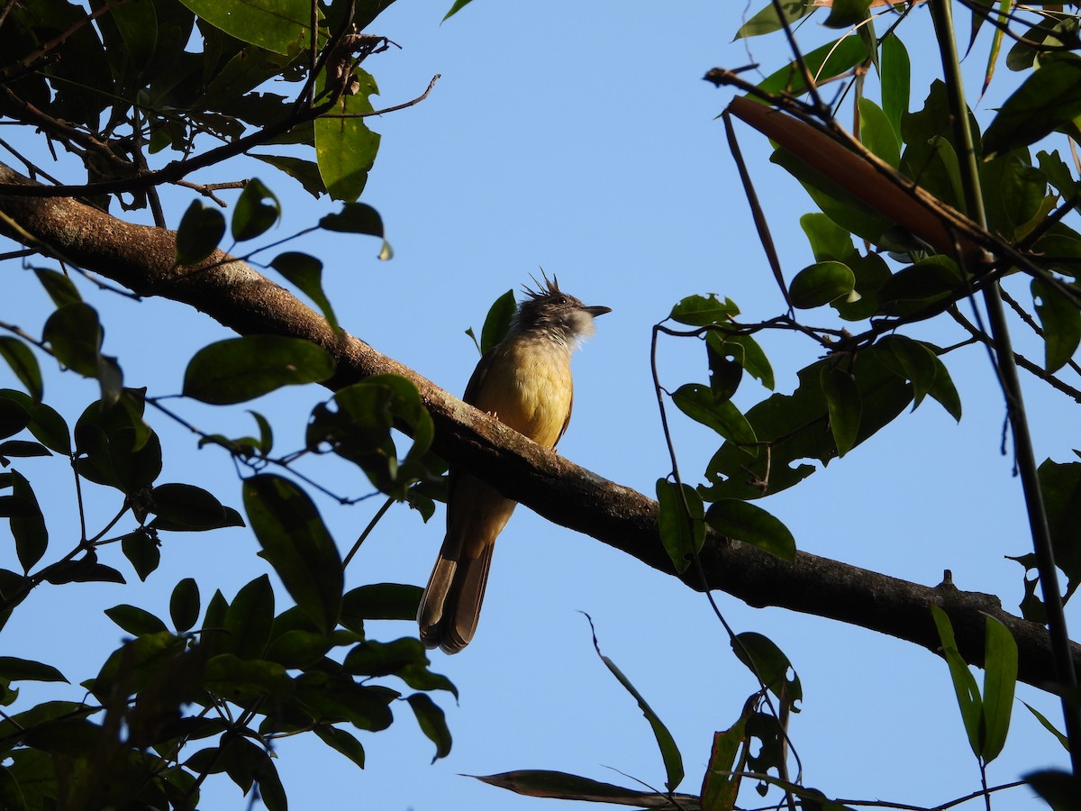 Puff-throated Bulbul - ML641059423